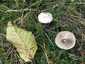 Mezei tölcsérgomba (Clitocybe rivulosa), Somogy